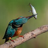 Kingfishers